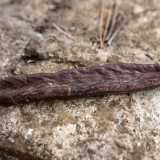 ...sono baccelli allungati e leggermente curvi di colore marrone scuro